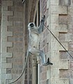 Langur de Dussumier descendant d'une corniche d'un palais au Rajasthan