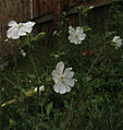 Compagnon blanc (Silene latifolia)