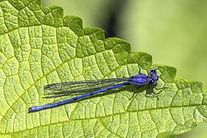 Sky-blue dancer A. medullaris male