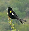 Black bird with white wings on a branch