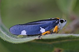 Ptyelus grossus au Kenya.