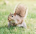 Squirrel feeding.