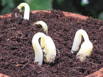 Beans germinating