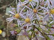 Flowering in Ontario, Canada