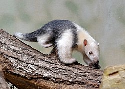 Southern tamandua