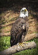 Bald eagle (Haliaeetus leucocephalus).