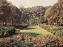 large garden of dahlia flowers in warm tones