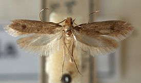 Turkiskoi (Tinea pellionella)