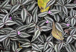 Традесканция полосатая (Tradescantia zebrina)