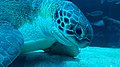 Bob, a green sea turtle at the aquarium