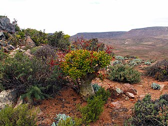 Tylecodon paniculatus, l'une des nombreuses espèces de la flore désertique du Richtersveld (Afrique du Sud). (définition réelle 2 272 × 1 704*)