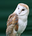 Tyto alba Barn Owl