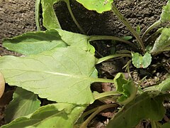 裏面にも短毛が生え、葉柄の上部には翼がある。