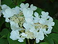 Viburnum plicatum