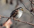 Image 25White-throated sparrow in Prospect Park