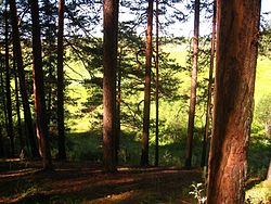 Kuva Forest, in Kudymkarsky District