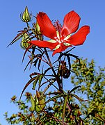 Hibiscus coccineus