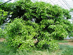 Original propagating stock tree