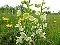 Grünliche Waldhyazinthe (Platanthera chlorantha)