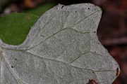 White-hairy lower surface of the leaf