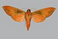 Scarce vine hawkmoth (Ampelophaga khasiana, underside). This species can have a wingspan of more than 10 cm.