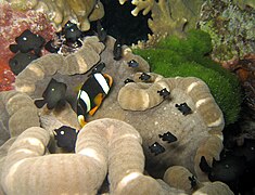 Amphiprion clarkii y Dascyllus trimaculatus en Cryptodendrum adhaesivum