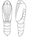 Pupa ventral (left), lateral (right)