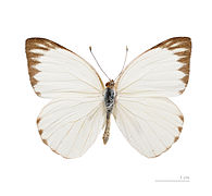 Museum specimen ♀ dorsal side