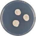 Aspergillus nishimurae growing on CYA plate