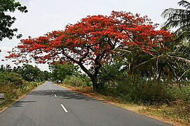 பர்கூர்