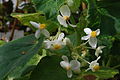 Inflorescence avec fleurs mâles