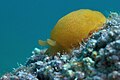 Yellow-plumed sea slug in Pula, Croatia