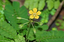 Herkkäsupukki (Biophytum sensitivum)