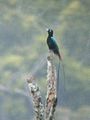 Perched male.