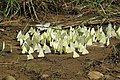 Mud-puddling in Makkootta, Karnataka, India.