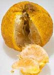 牙買加醜橘 Ugli fruit