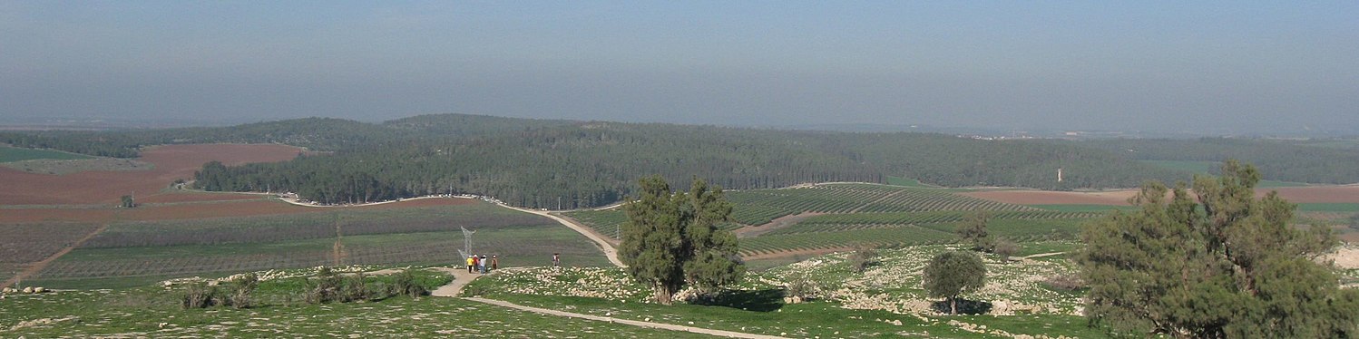 מראה כללי של יער חרובית ממרומי תל צפית שמדרום לו