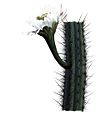 Cereus aethiops