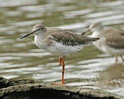 En plumaxe invernal na Reserva de Aves Acuáticas de Sungei Buloh (Singapur)