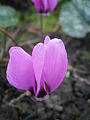 Cyclamen pseudibericum close-up flower