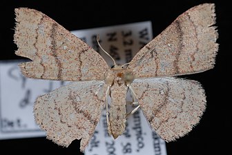 Cyclophora packardi