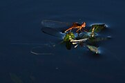 Mating III. The female is completely under the water. Both male and female dragonflies go under.