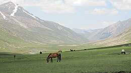 8. Grazing on the plateau