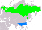 Aire de répartition du Bruant nain