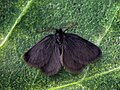 Epichnopterix plumella (Tineoidea, Psychidae)