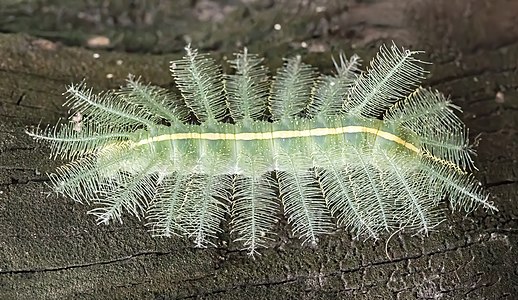 Euthalia aconthea caterpillar, by Basile Morin