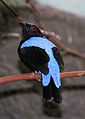 Fairy-bluebird - male