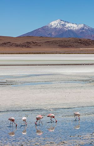 קבוצה של פלמינגו האנדים בבוליביה. זהו מין הפלמינגו הנדיר ביותר ואחד הגדולים ביותר בעולם - אורכו מטר אחד עד מטר וארבעים. צבע גופו ורוד חיוור, וחלקו העליון בהיר יותר.