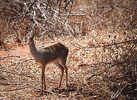 Dik-dik-de-günther (Madoqua guentheri)