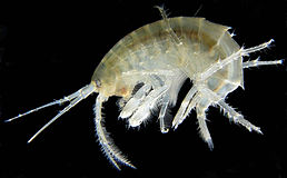 Gammarus roeselii